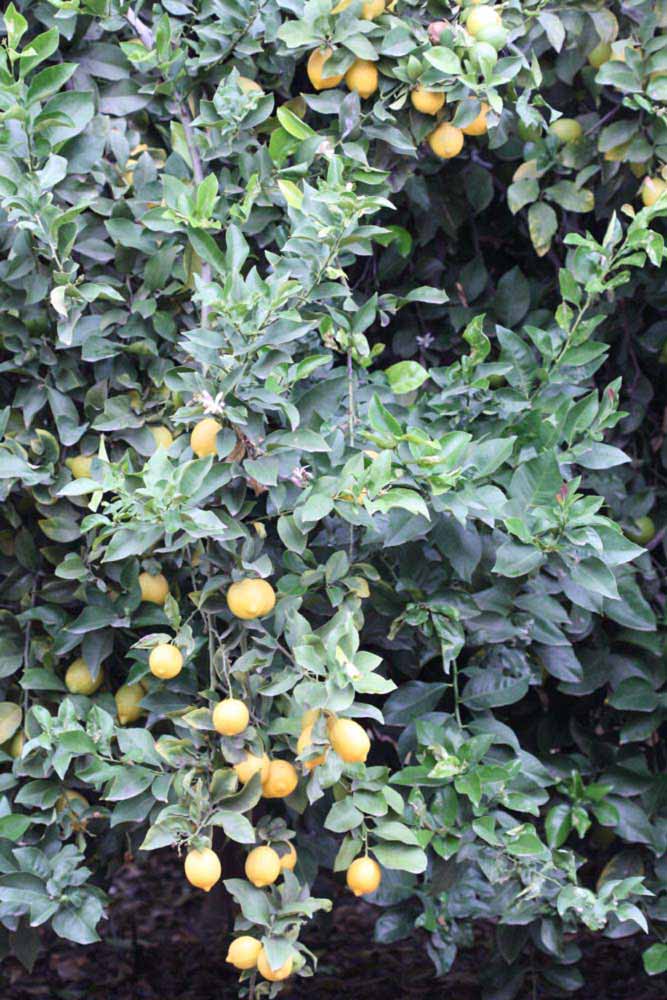            Habit (Limoneira 8-A, Riverside, CA)   